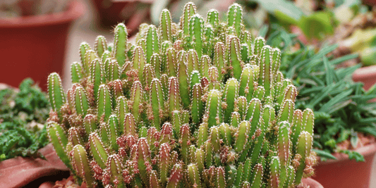 a close up of a small fairy tale cactus with many stems with greenery in the background