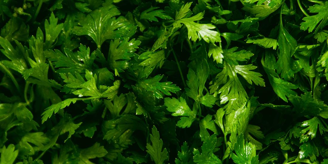 a close up of the dark green foliage of the forest green parsley