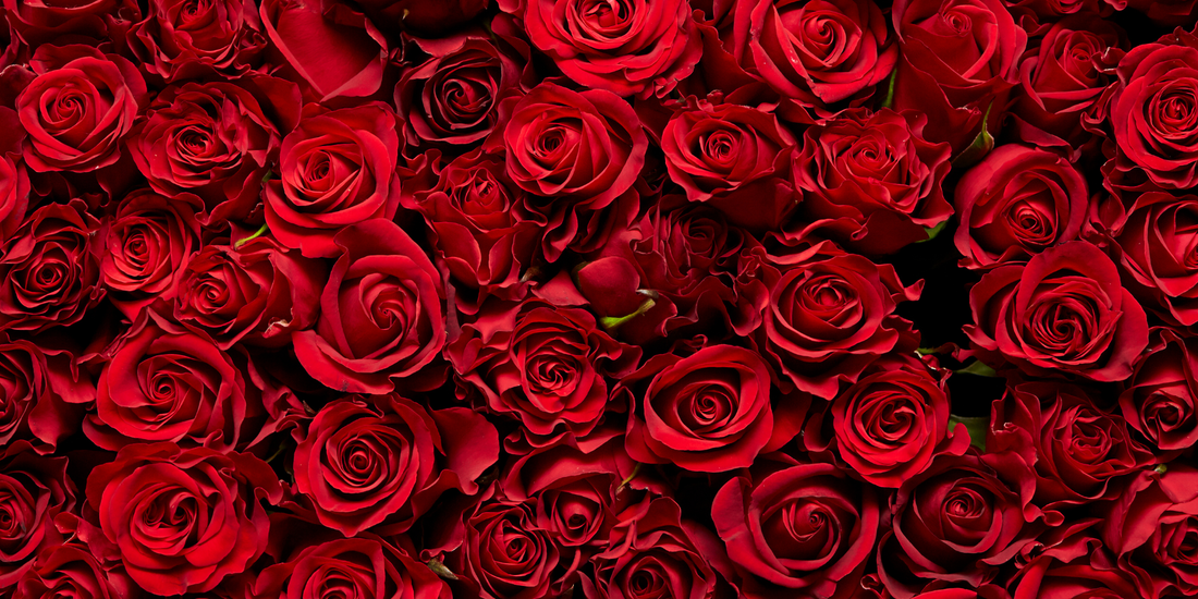 close up of many red roses all bunched together