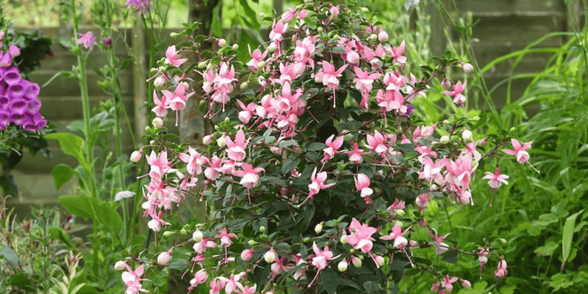 Fuchsia Standard Care Guide | Urbane Eight – Urbane Eight Inc.