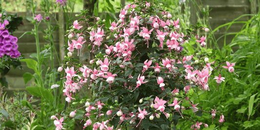 a bushy fuchsia standard plant with many pale pink flowers