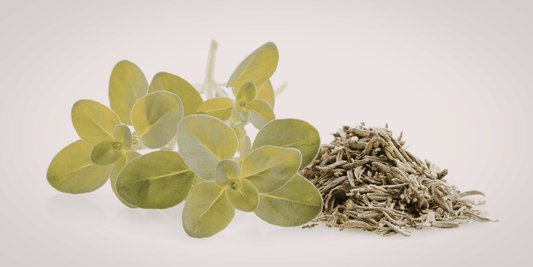Greek Oregano Care Guide for Strong Flavour and Hardy Growth