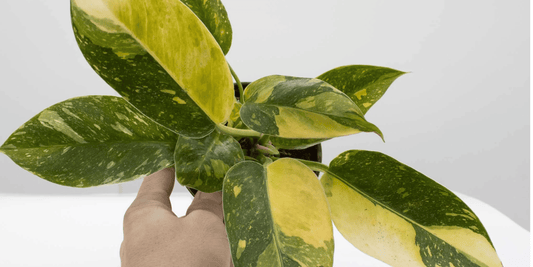 a person holding a bright green and yellow philodendron green Congo nuclear variegated houseplant with a white background
