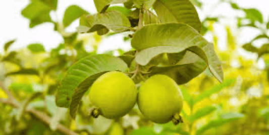 a focused image of two green guavas growing on a guava tree outdoors