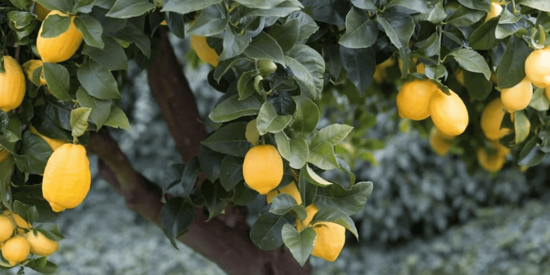 a Harvey lemon tree with green leaves growing many bright yellow Harvey lemons