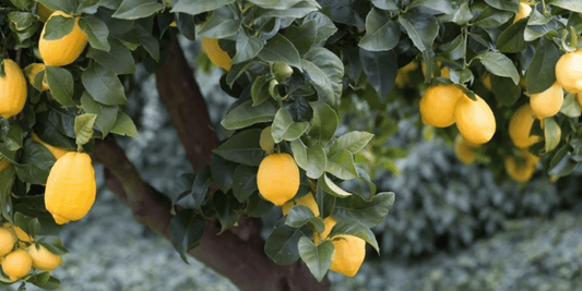 a Harvey lemon tree with green leaves growing many bright yellow Harvey lemons