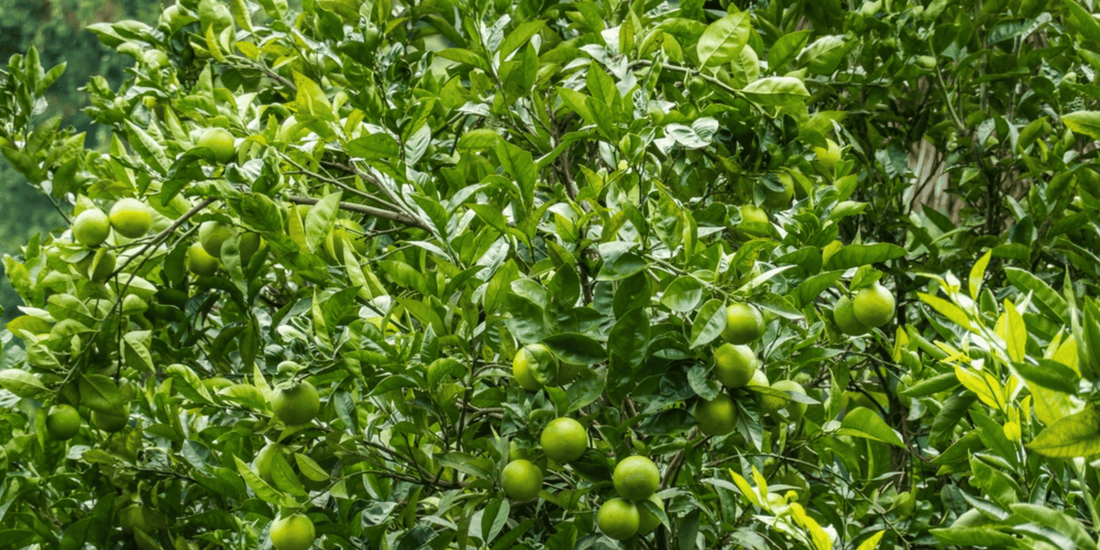 an Indian sweet lime tree growing bright green limes and foliage
