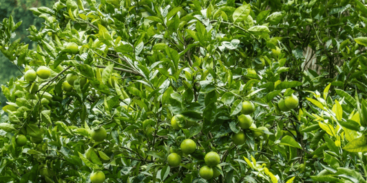 an Indian sweet lime tree growing bright green limes and foliage
