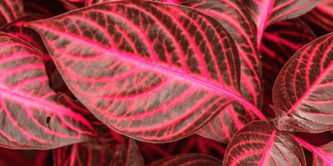 a close up of the bright pink and red leaves of an ire sine Bloody Mary tropical houseplant
