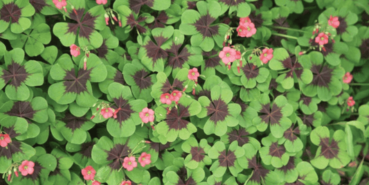 an overhead shot of green iron cross shamrock leaves with pink flowers