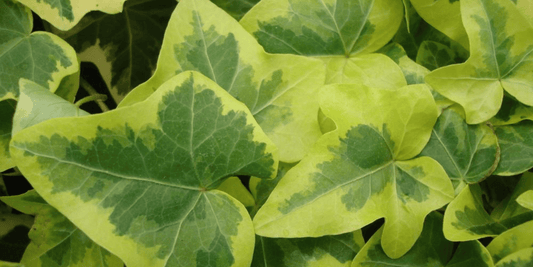a close up of the green and yellow leaves of an ivy gold child tropical houseplant