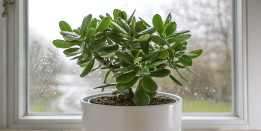 a green potted jade plant resting infront of a window