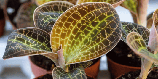 a close up the intricate bright green leaves of a jewel orchid houseplant