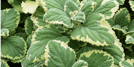 a close upon the pale green and yellow leaves of many plechtranthus lemon twist plants
