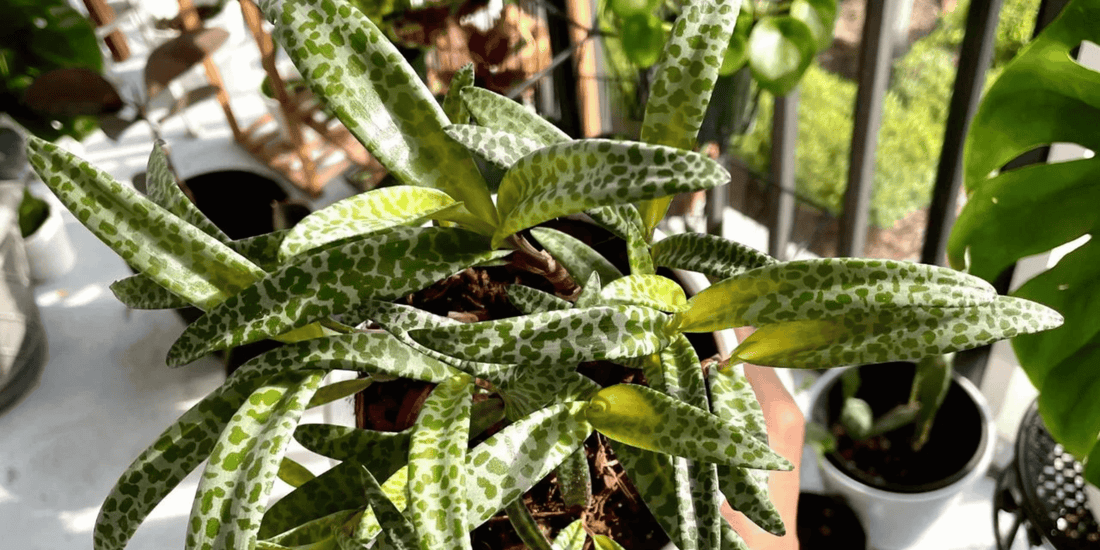 a close up of the speckled leaves of a leopard lily tropical plant on a balcony