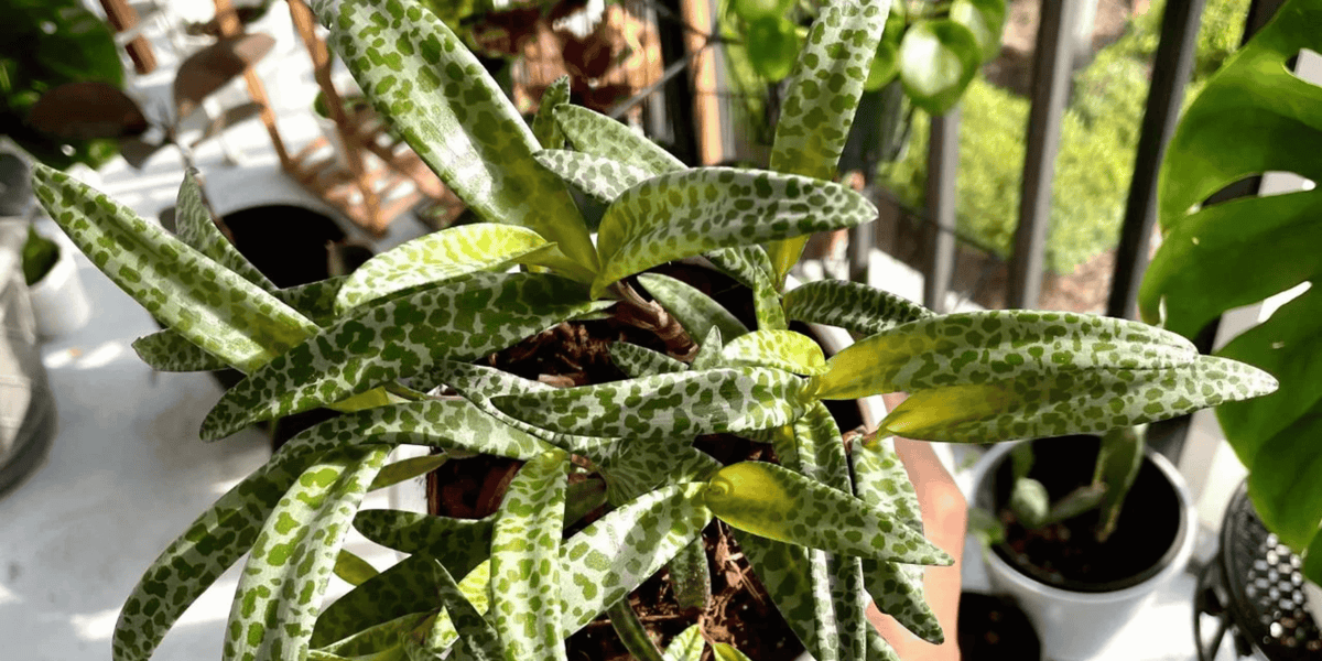 Leopard Lily Care Guide | Urbane Eight – Urbane Eight Inc.