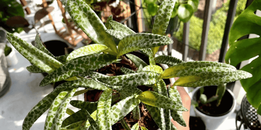 a close up of the speckled leaves of a leopard lily tropical plant on a balcony