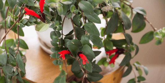 a close up of a flowering lipstick plant with bright red flowers in a white pot