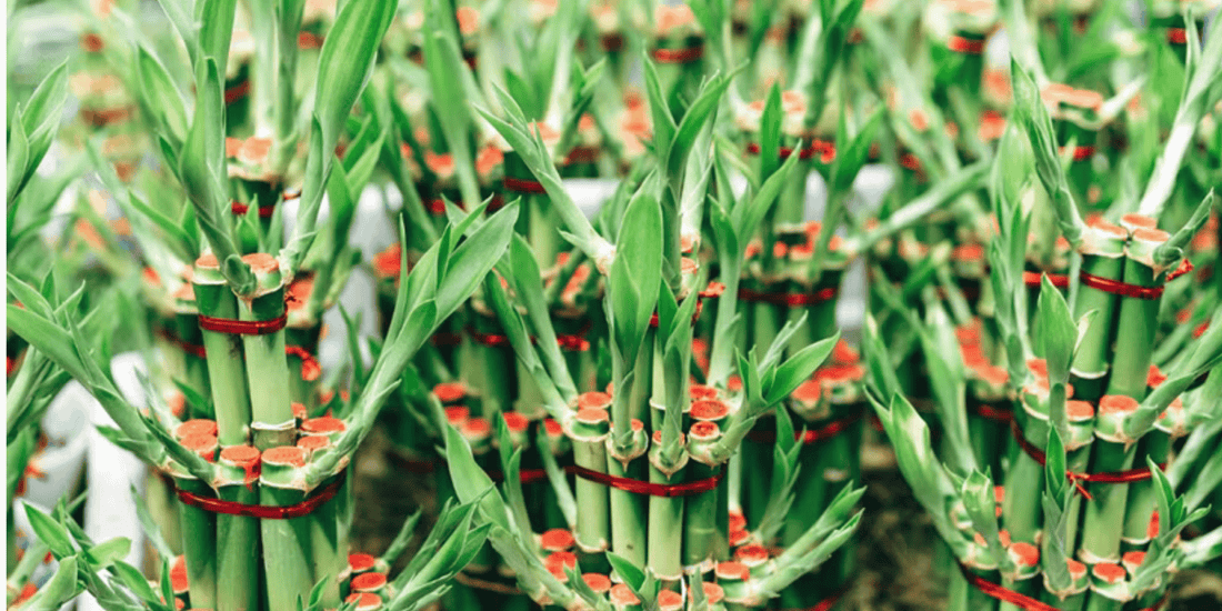 a close up of many growing lucky bamboo plants