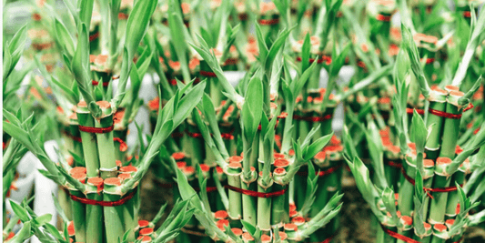 a close up of many growing lucky bamboo plants