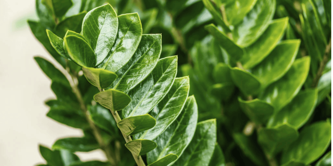 a close up of green glossy leaves of a lucky zz plant
