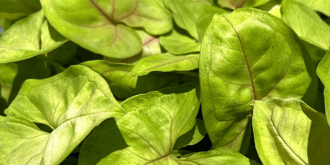 a close up of the bright light green leaves of many syngonium mango allusion plants