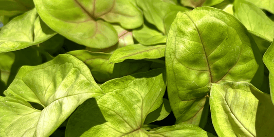 a close up of the bright light green leaves of many syngonium mango allusion plants