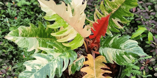 an overhead view of a colourful philodendron caramel marble variegated tropical houseplant with a greenery background