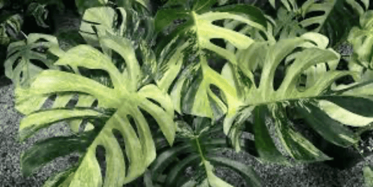 many large variegated leaves of a monstera mint plant