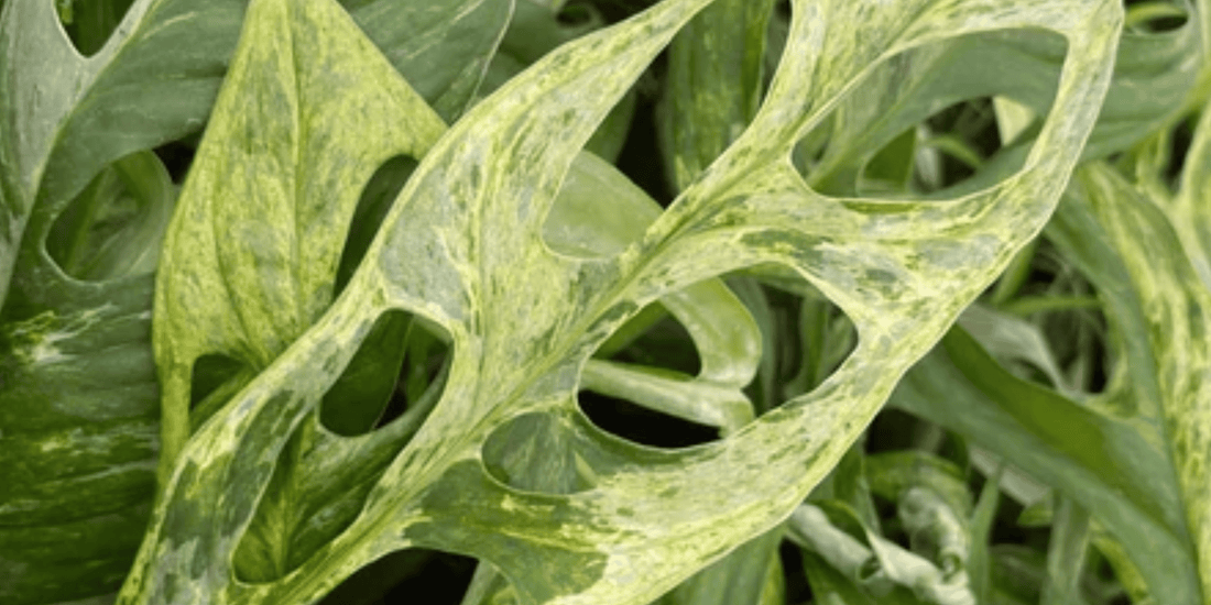 a close up of the green variegated leaves with holes of a monstera adansonii mint variegated tropical houseplant