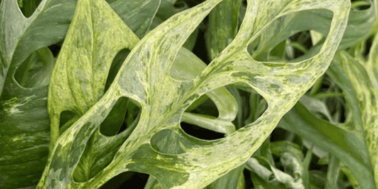 a close up of the green variegated leaves with holes of a monstera adansonii mint variegated tropical houseplant
