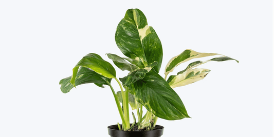 a potted green Variegated Monstera Lechleriana tropical houseplant with a white background