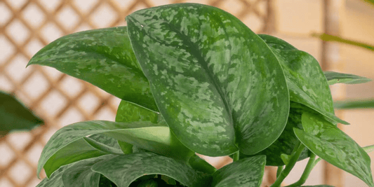 scindapsus gungung Mount Salak tropical houseplant