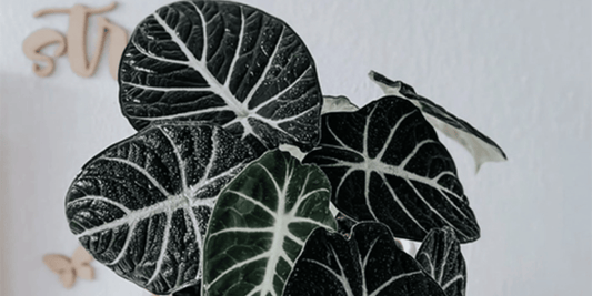 the dark green with white vein leaves of an alocasia ninja tropical houseplant with a plain background