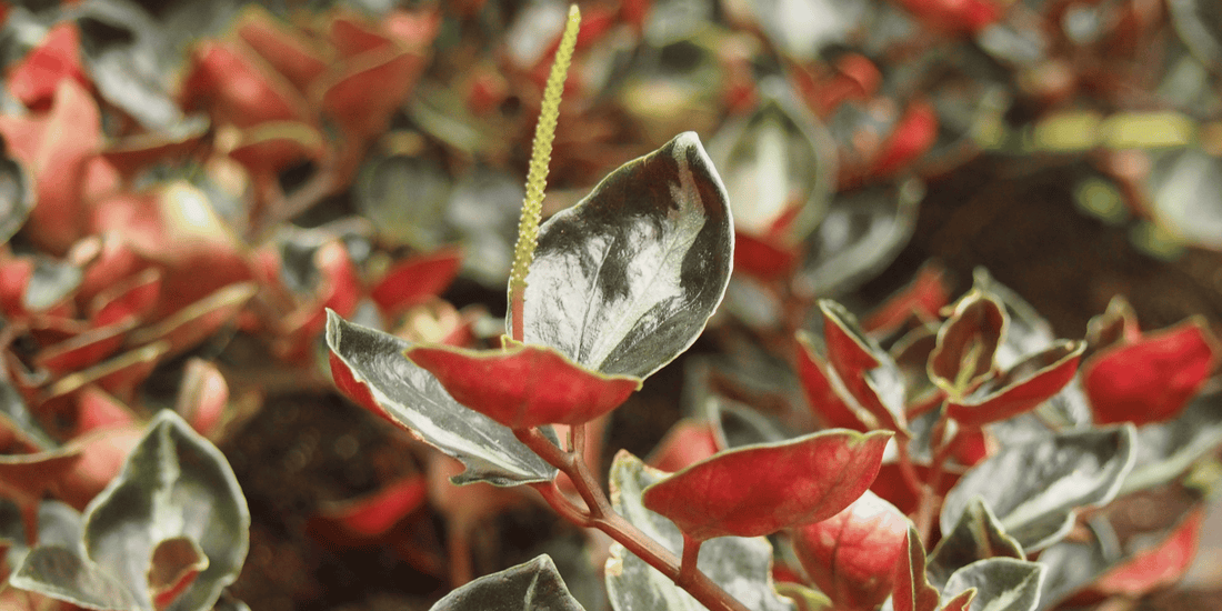 a close up of the growing green and red shiny leaves of a peperomia Metallica houseplant