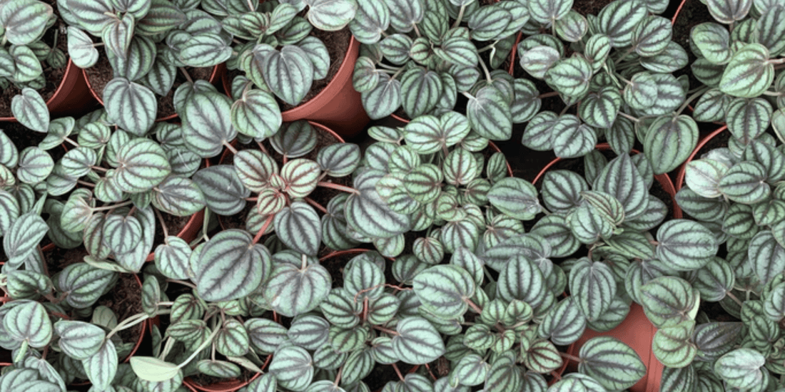 an overhead shot of many peperomia Piccolo Banda plants in pots