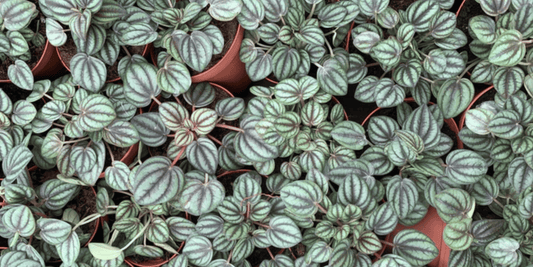 an overhead shot of many peperomia Piccolo Banda plants in pots