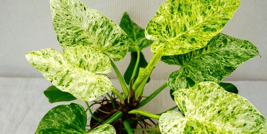 a close up of the white and green leaves of a philodendron blizzard tropical houseplant