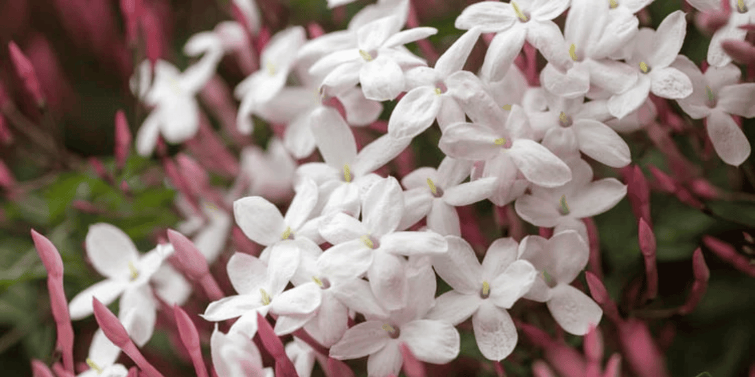 a bunch of white flowers with pink buds of a tropical pink jasmine plant