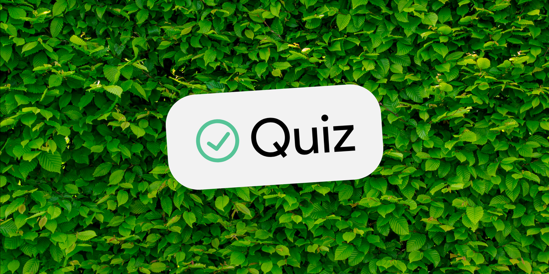 the word quiz in a white box with a background of many green leaves
