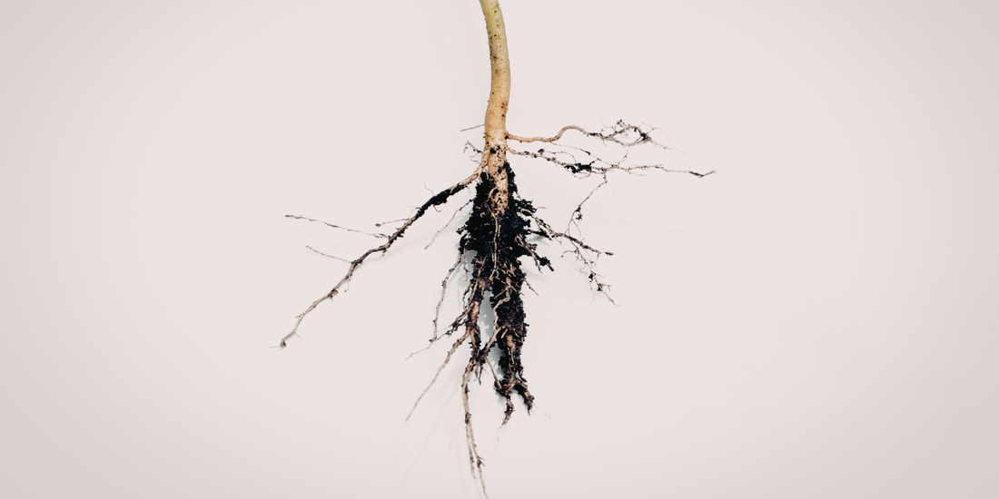 close up of a house plant roots exposed against a white background