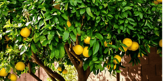 a ponderosa lemon tree growing many large bright yellow ponderosa lemons