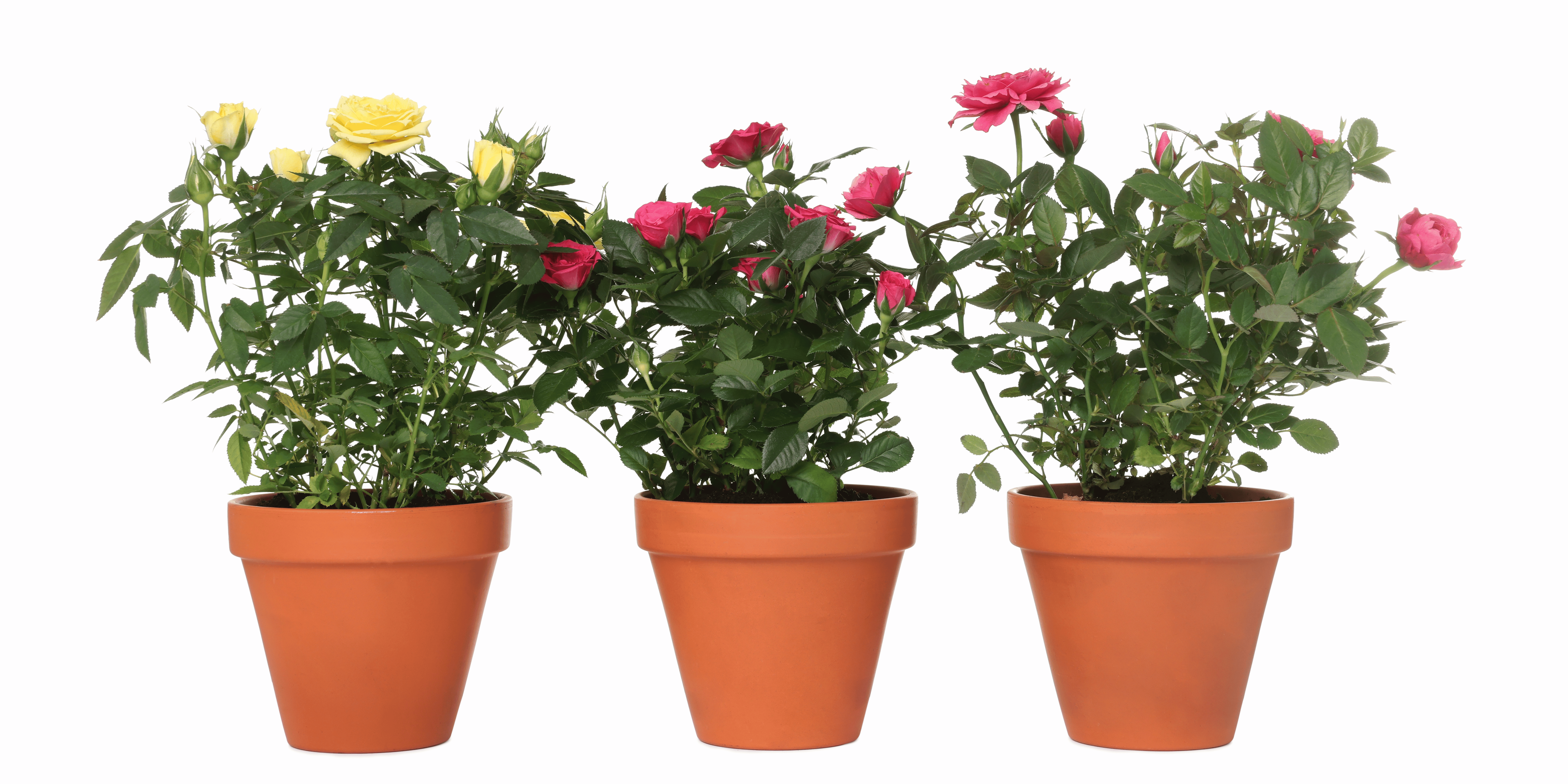 Potted Rose Plant Care Guide | Urbane Eight – Urbane Eight Inc.