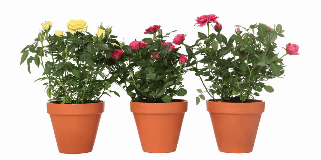 three potted rose plants in terracotta pots against a plain white background