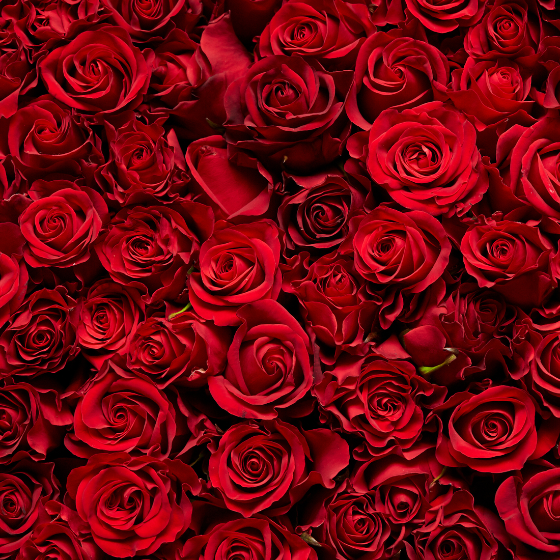 close up of many red roses all bunched together