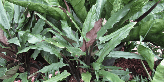 a close up of an alocasia purple sword tropical plant growing with many other plants