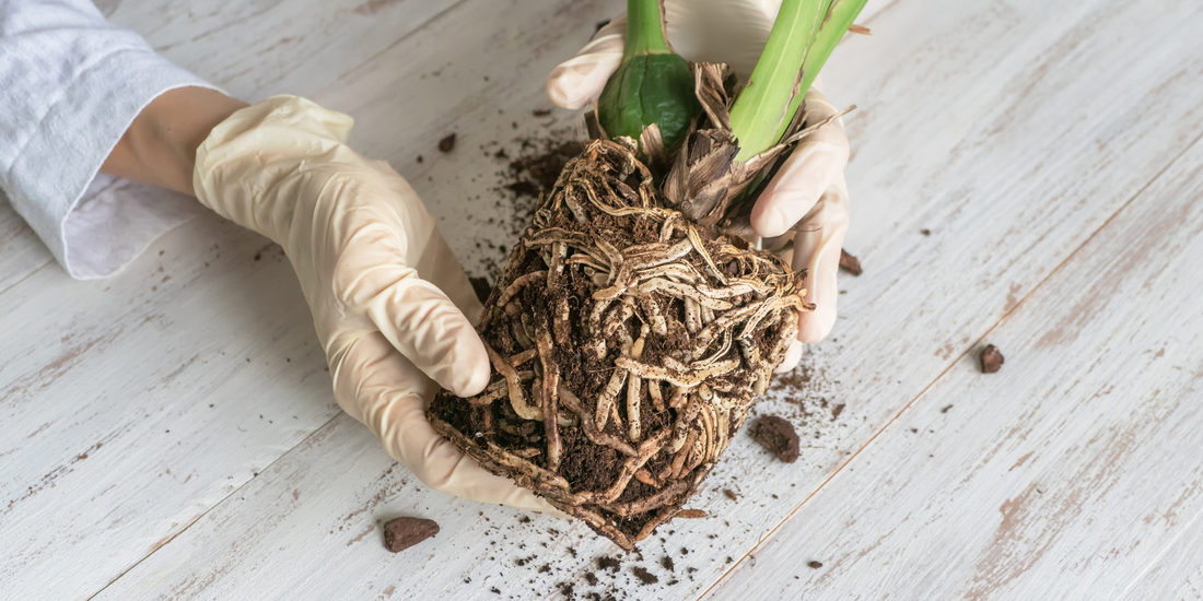 two hands wearing gloves holding a plant with many roots exposed and no pot
