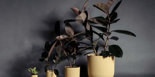 multiple pots of different sizes holding rubber plants that match the size of the pots with a grey background