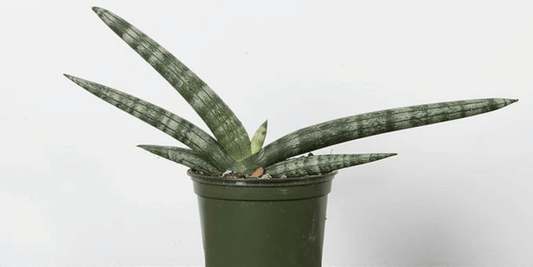 a potted sansevieria boncel variegated snake plant against a white background