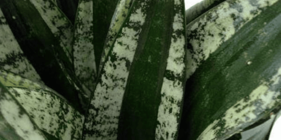 a close up of the variegated white and green leaves of a sansevieria trifasciata snake plant